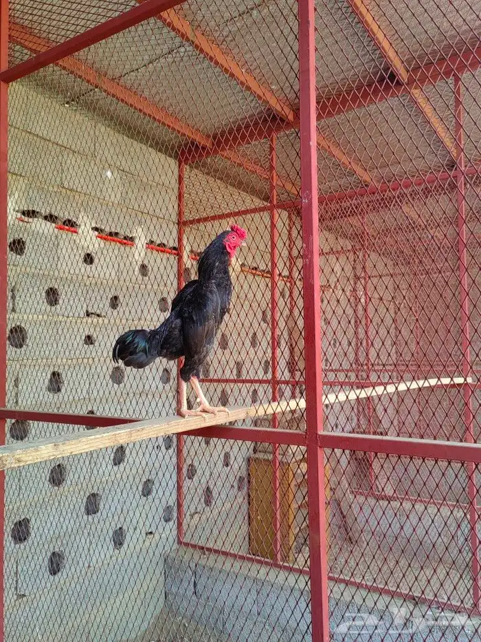 دجاج كوشامو 2