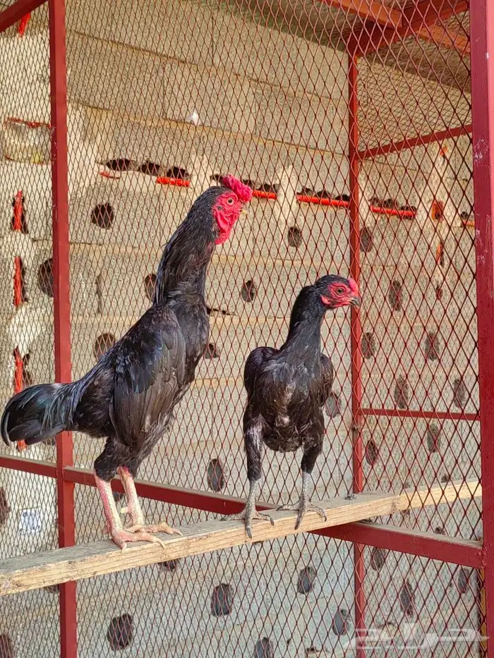 دجاج كوشامو 4