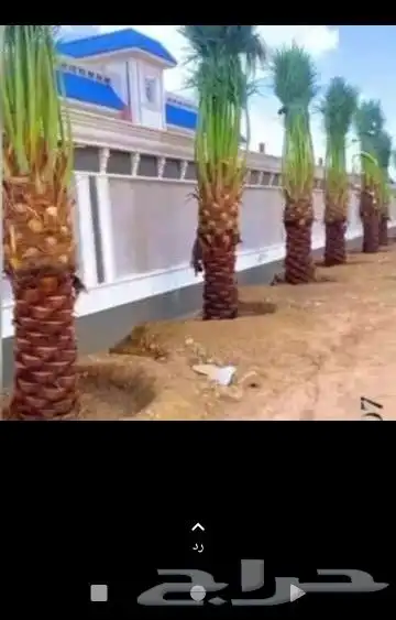 هذي شغل الجريد ولا عريش شغل طيب ويوجد لدينا نخل ممتاز في أنح 4