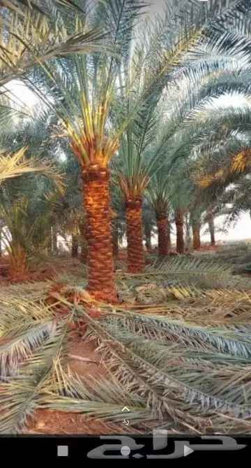 هذي شغل الجريد ولا عريش شغل طيب ويوجد لدينا نخل ممتاز في أنح 7
