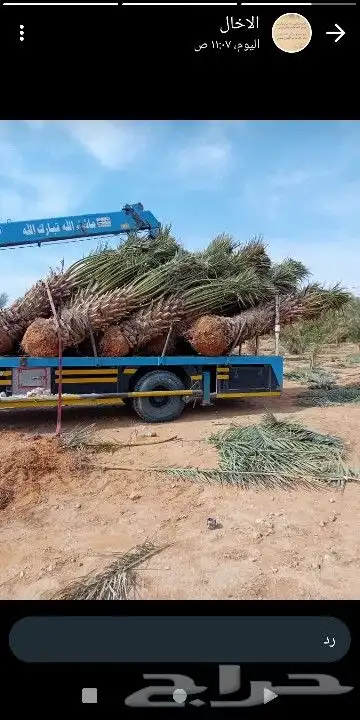 هذي شغل الجريد ولا عريش شغل طيب ويوجد لدينا نخل ممتاز في أنح 3