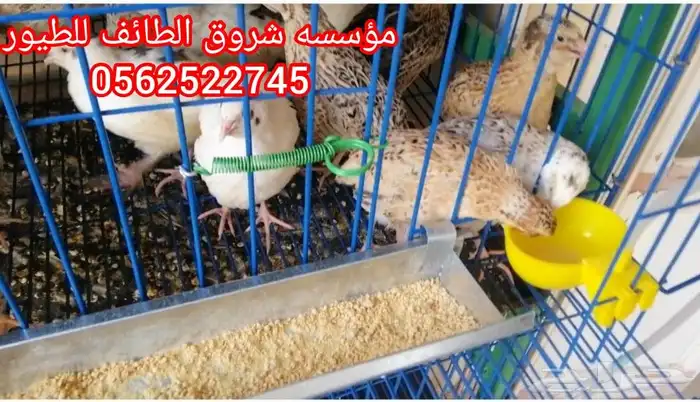 بطاريات سمان 1