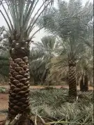 ودلدينا نخيل للبيع 8