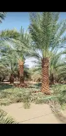 ودلدينا نخيل للبيع 0