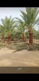 ودلدينا نخيل للبيع 7