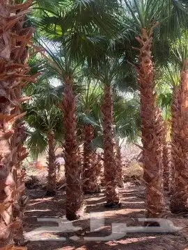 ودلدينا نخيل للبيع 1