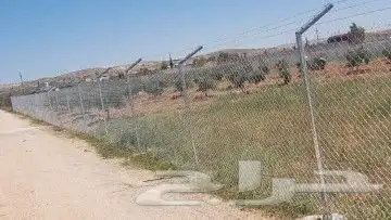 مقول شبوك ونخيل 8