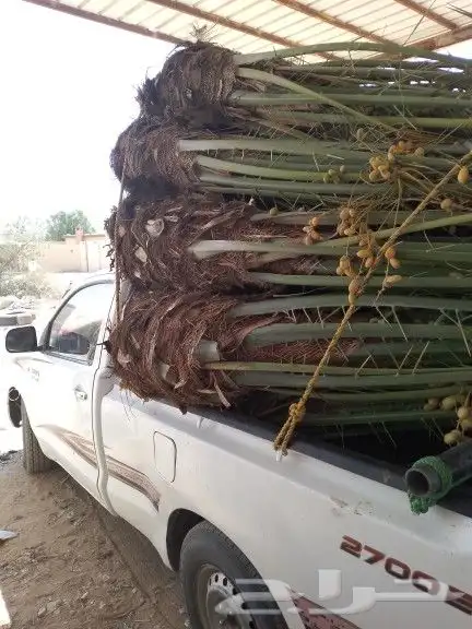 ودلدينا نخيل للبيع 6