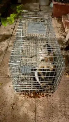 مصيده قطط تماتيك 2