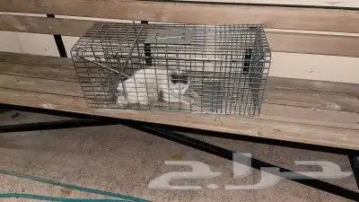 مصيده قطط تماتيك 0