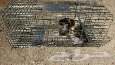 مصيده قطط تماتيك 1