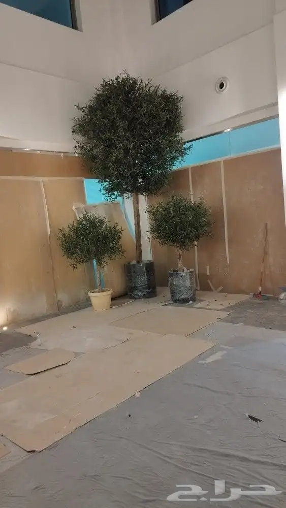 زيتون صناعي 6