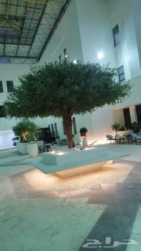 زيتون صناعي 1