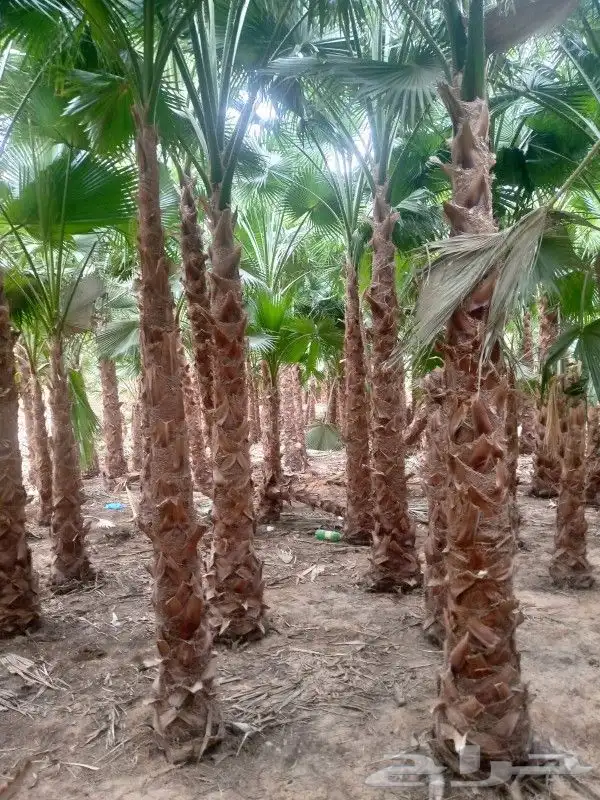 يوجدلدينا نخيل واشنطني جميع المقاسات ونقوم بتوريدها 1