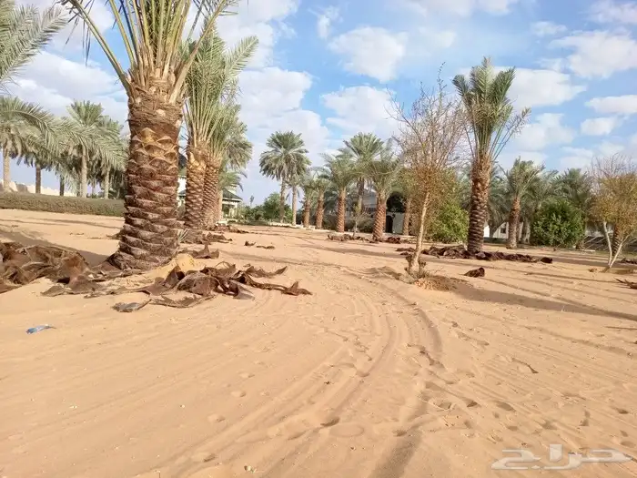 زراعه وتوريد وصيانه النخيل 12
