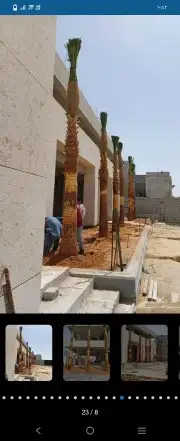 نخل عربي واشنطوني 5