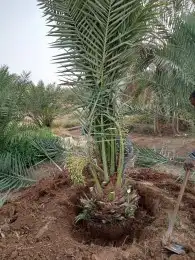 زراعه وتوريد وصيانه النخيل 4