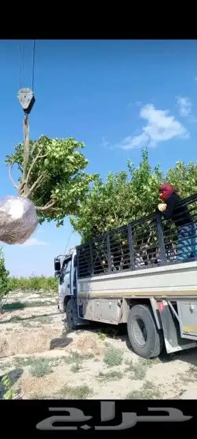 زراعه وتوريد وصيانه النخيل 0