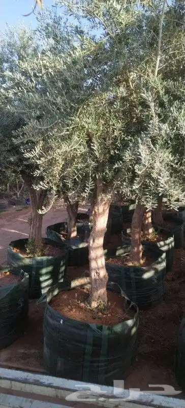 جوجد الادينا جميع انوع شجار سدر وشجار زيتون مشتل الفردوس 3