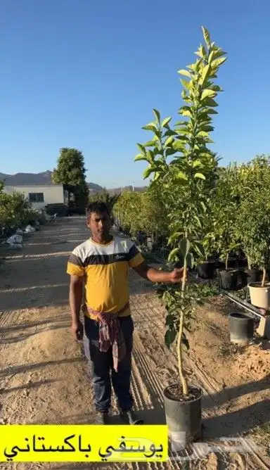 جوجد الادينا جميع انوع شجار سدر وشجار زيتون مشتل الفردوس 7