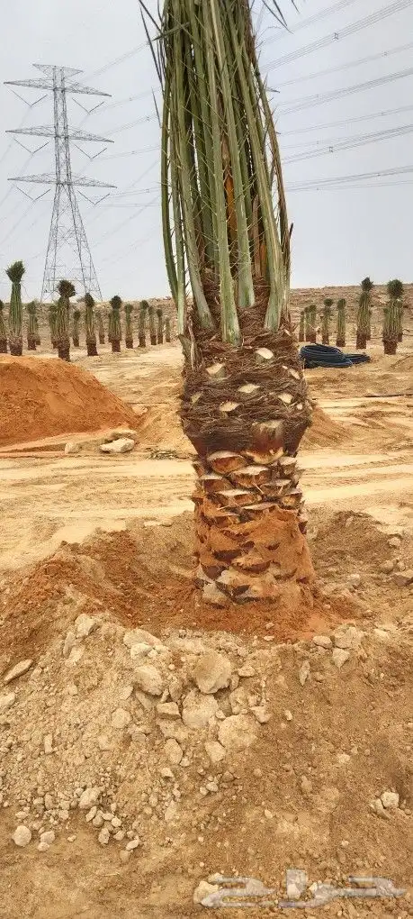 نخل عربي واشنطوني 4