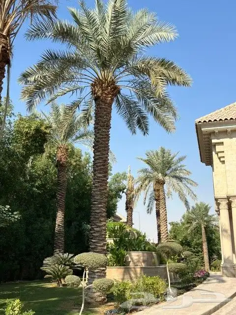 زراعه وتوريد وصيانه النخيل 3