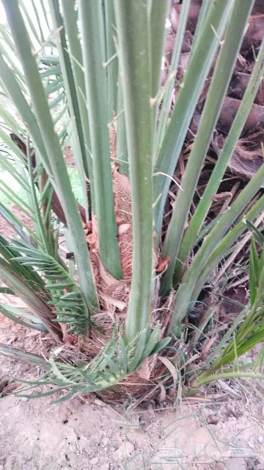 نخل للبيع فروخ مثمره صقعي خلاص سكري فسايل طيبه 0