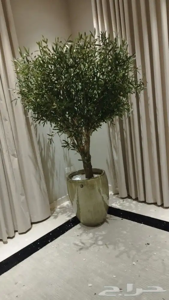 زيتون صناعي 1