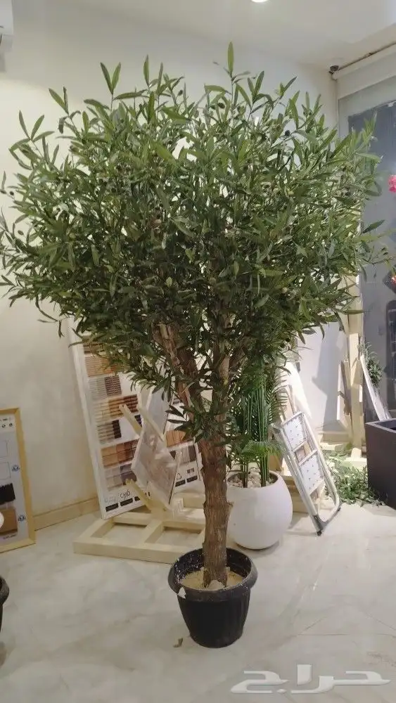 زيتون صناعي 2