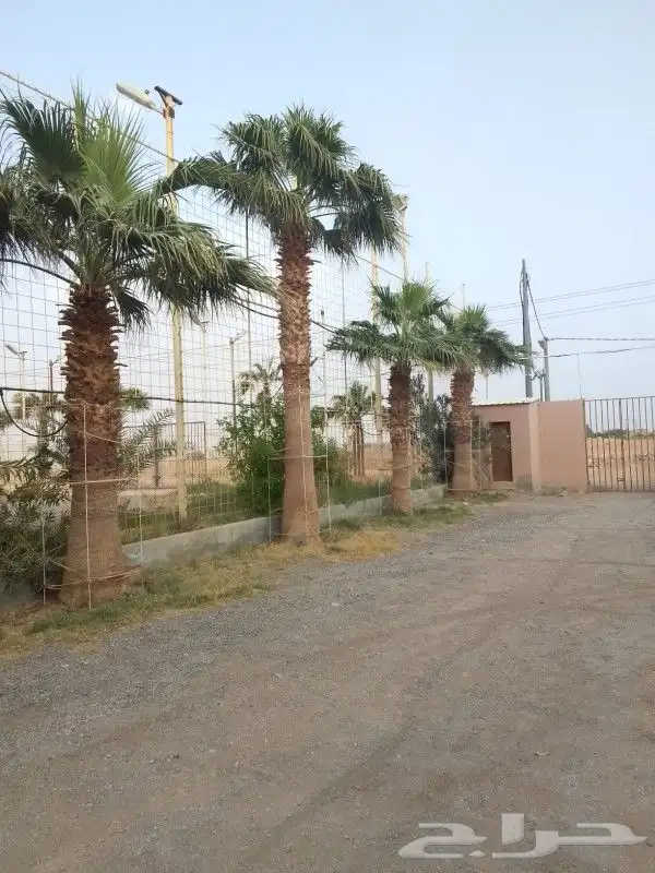 زراعه وتوريد وصيانه النخيل 5