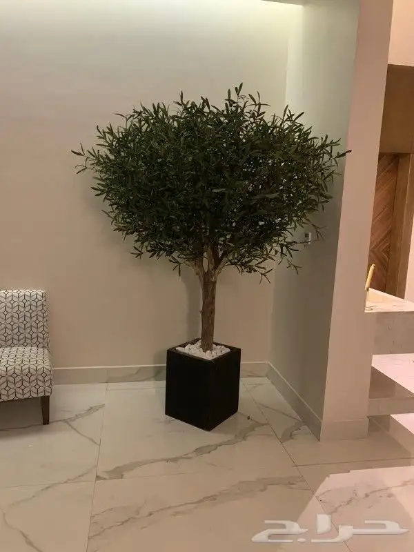 زيتون صناعي 8