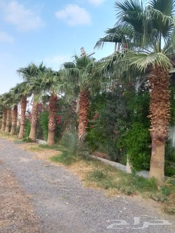 زراعه وتوريد وصيانه النخيل 6