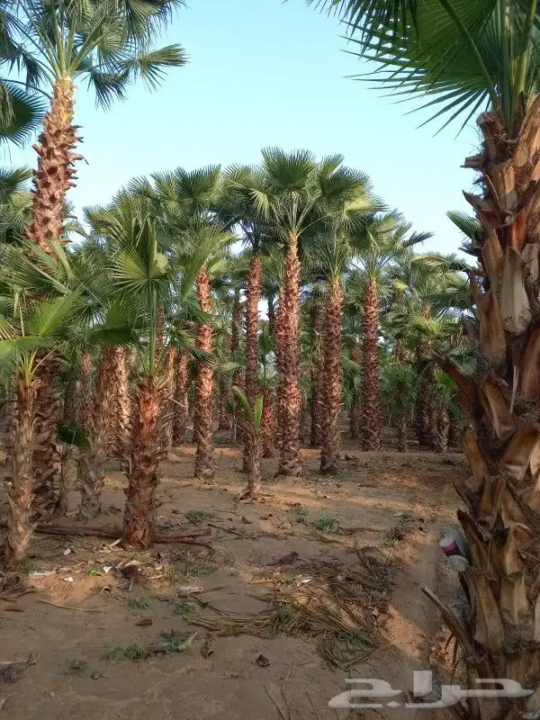 نخل عربي واشنطوني 0