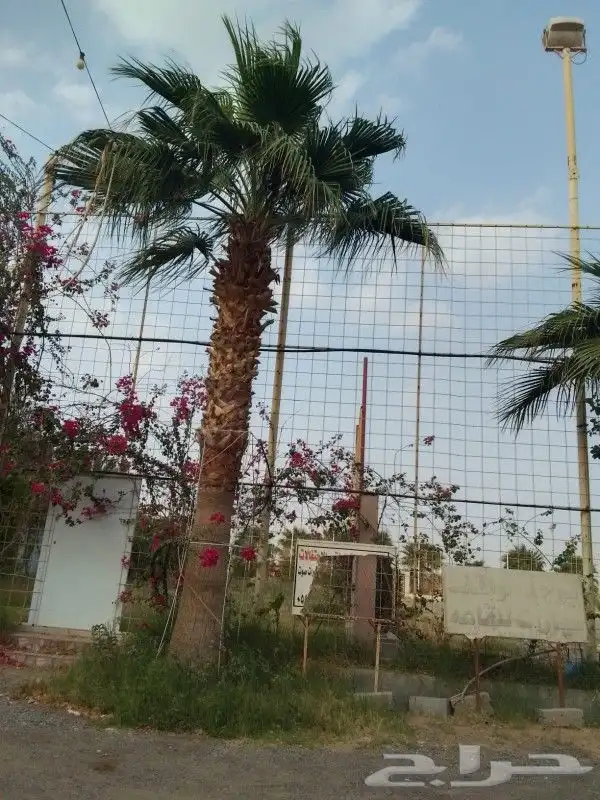 زراعه وتوريد وصيانه النخيل 9