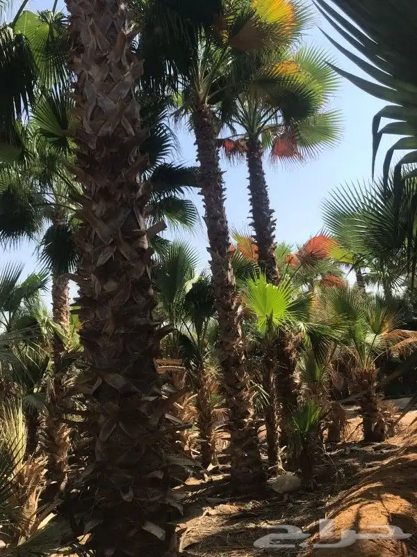 نخل عربي واشنطوني 1