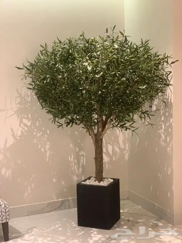 زيتون صناعي 5