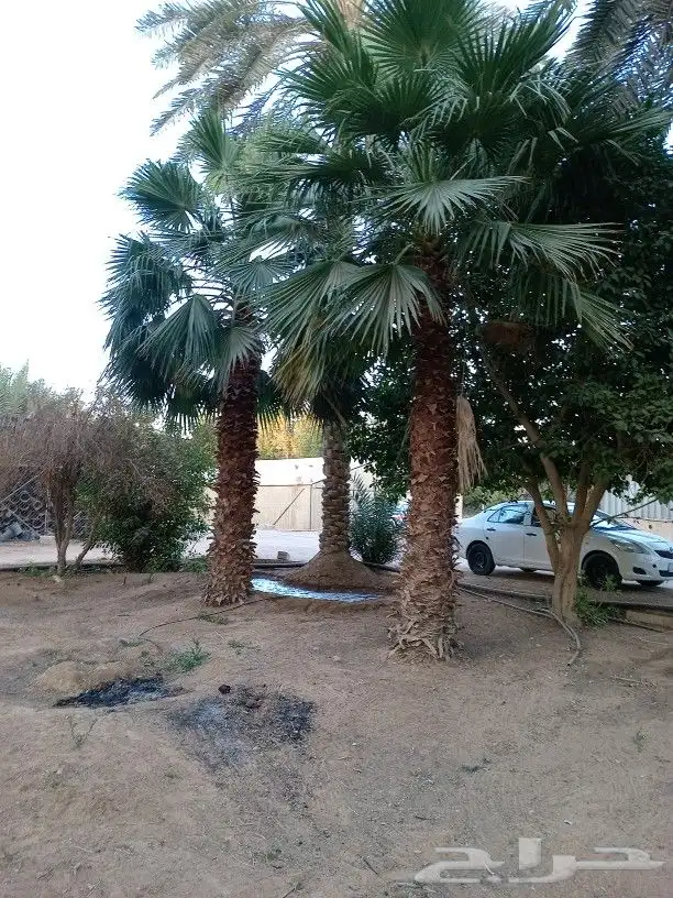 زراعه وتوريد وصيانه النخيل 1