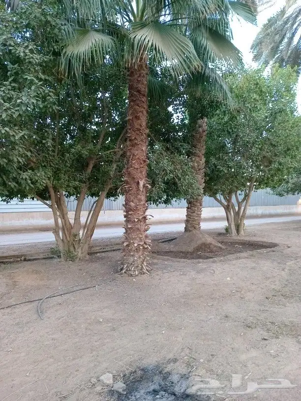 زراعه وتوريد وصيانه النخيل 2