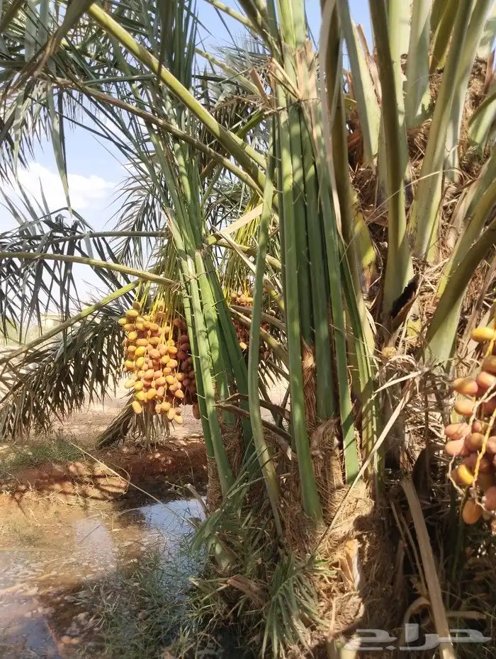 نخل للبيع فروخ مثمره صقعي خلاص سكري فسايل طيبه 4