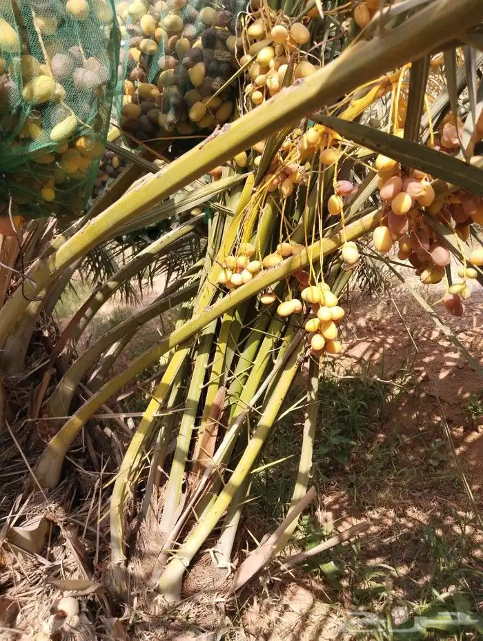 نخل للبيع فروخ مثمره صقعي خلاص سكري فسايل طيبه 1