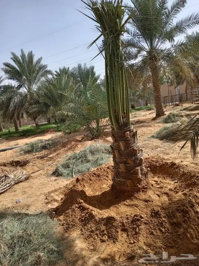 زراعه وتوريد وصيانه النخيل 14