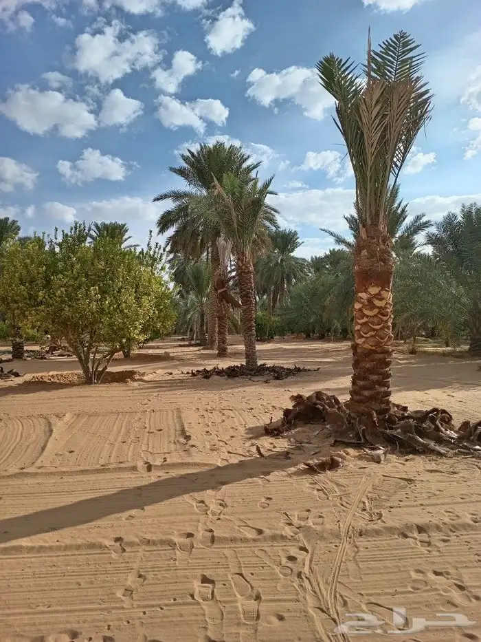 زراعه وتوريد وصيانه النخيل 10