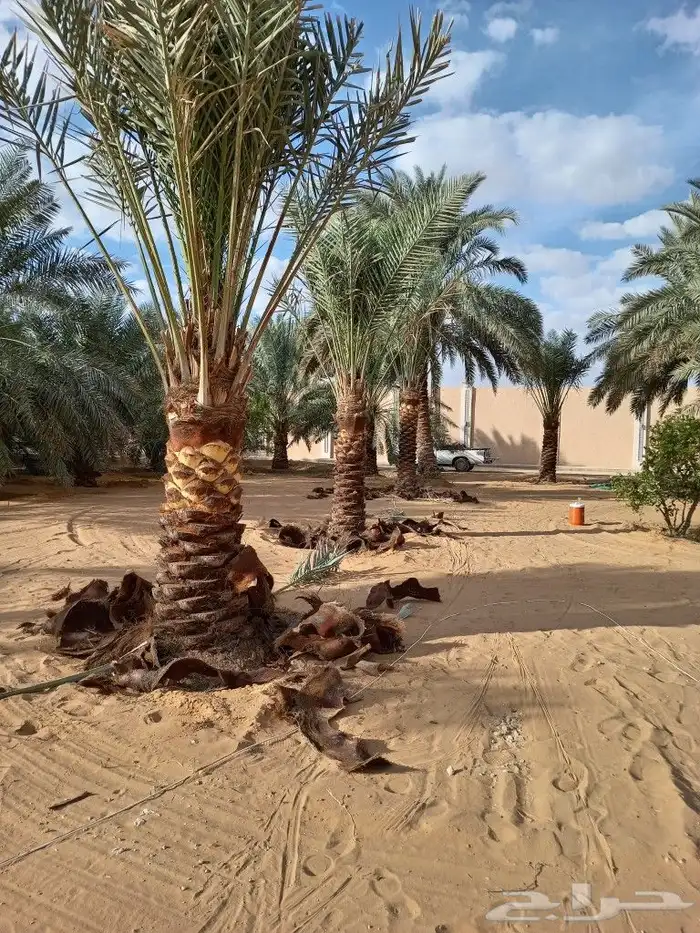 زراعه وتوريد وصيانه النخيل 13