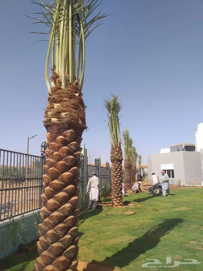 مقاول شبوك 28