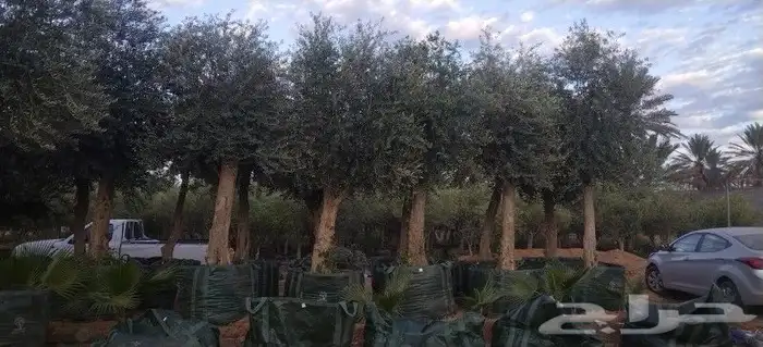 جوجد الادينا جميع انوع شجار سدر وشجار زيتون مشتل الفردوس 5