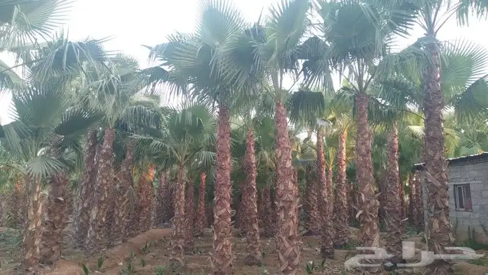 نخل عربي واشنطوني 3
