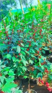 شتلات نباتات اشجار زينه مثمر عطرية وتوصيل لبيتك 7