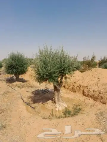 شجر زيتون معمر جميع المقاسات 8