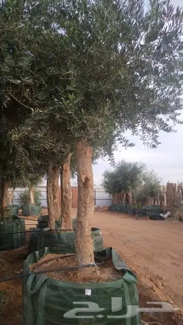 شجر زيتون معمر جميع المقاسات 0