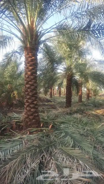 توريد نخيل وتركيب شبوك 7